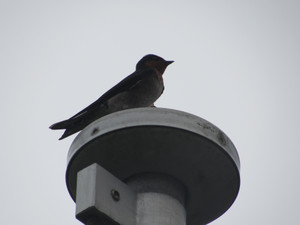 Img_3762